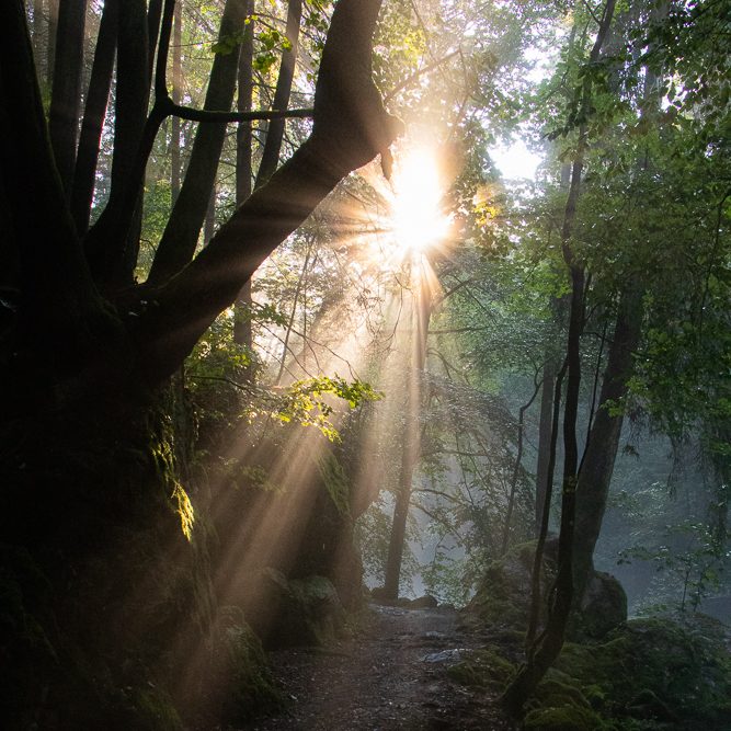 Pfad durch Wald mit schönem Sonnenstern