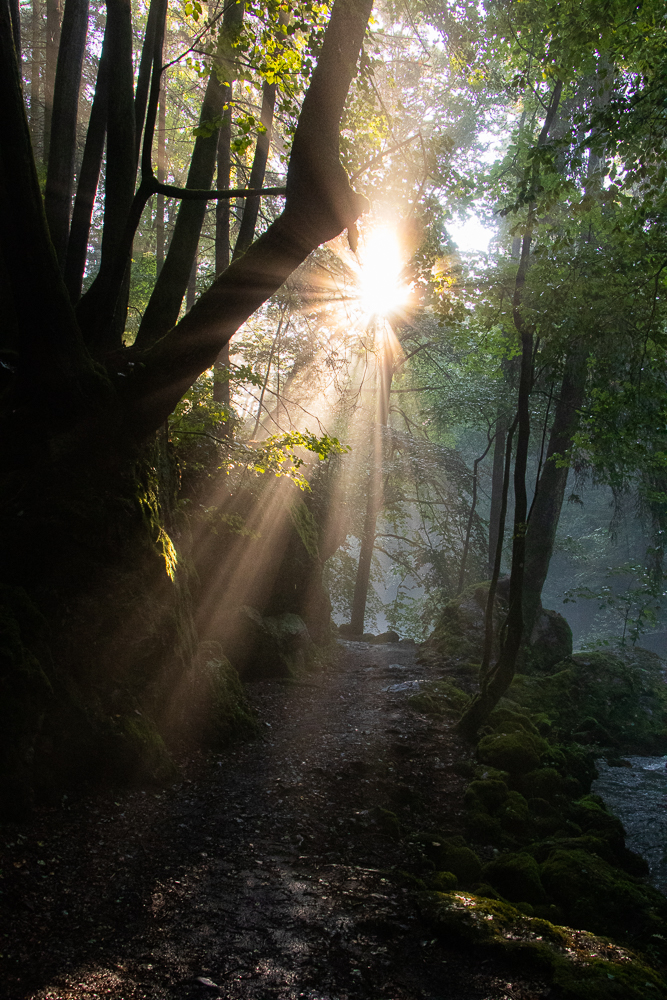 Pfad durch Wald mit schönem Sonnenstern