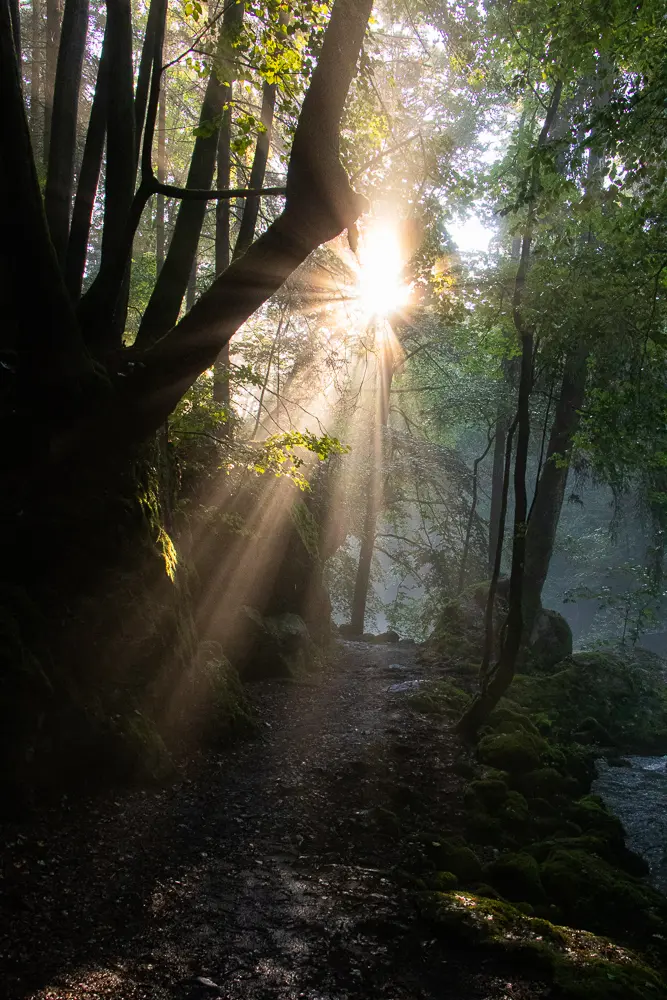 Waldpfad mit Sonnenstern für Energie