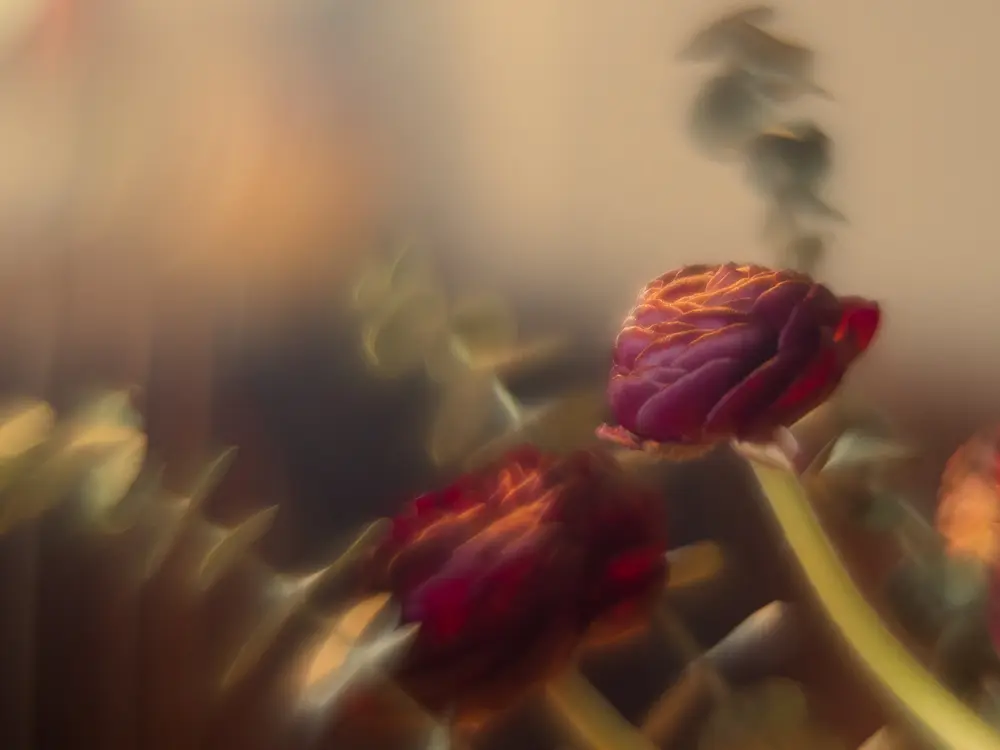 bewusst unscharfes Foto von Blumen - rote Blüten. Romantisch, schön.