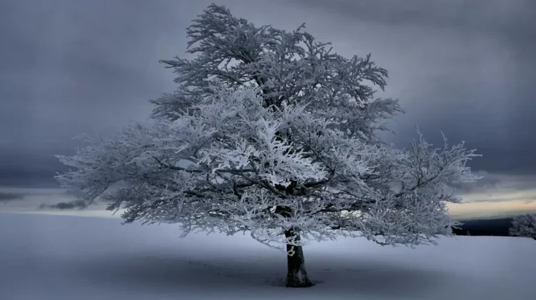 Zentraler Baum schneebedeckt in Winterlandschaft bei Sonnenuntergang